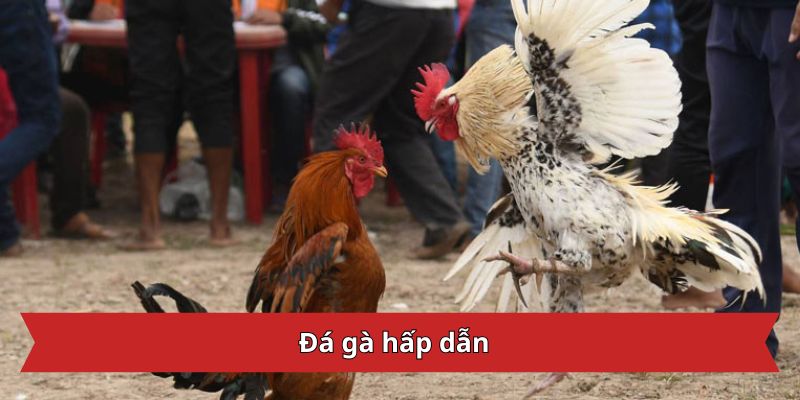 Đá gà hấp dẫn
